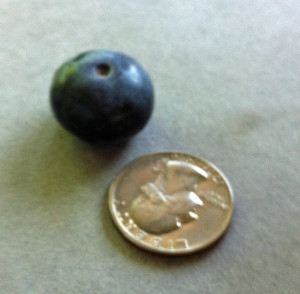 Look at the size of that blueberry-1
