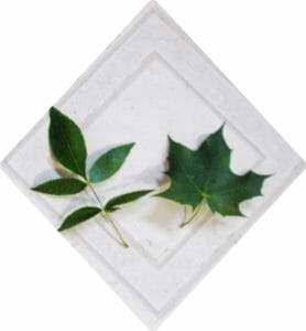 Ash Leaf vs. Maple--Just a little bit different