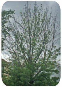 The Ash Tree: Once elegant, now painfully exposed