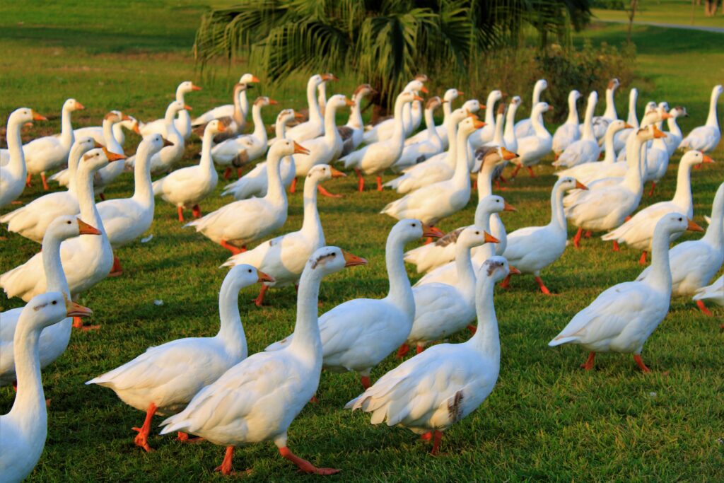 Don't Feed the Geese