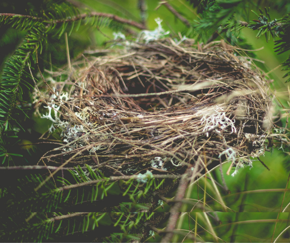Parenting Adult Children--View from an Empty Nest
